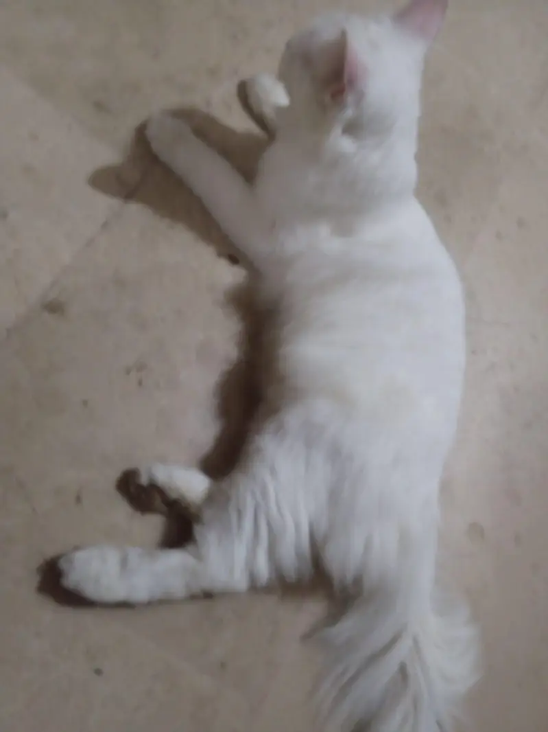 percian cat