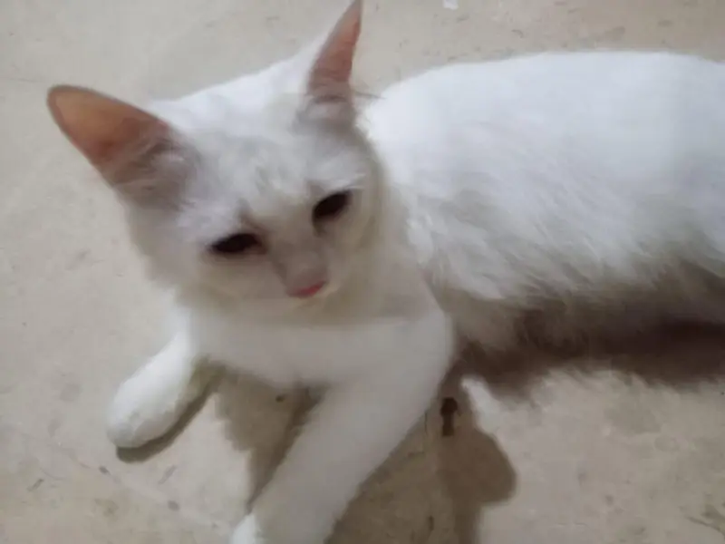 percian cat — photo 2