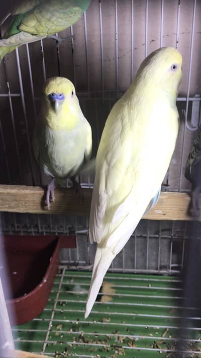 exhibition pair