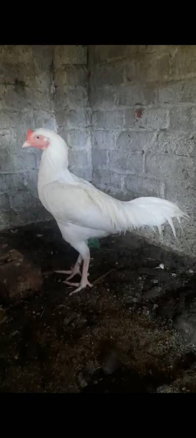 Hera aseal murga price are reason able