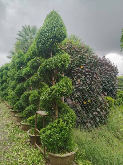 Garden cutting