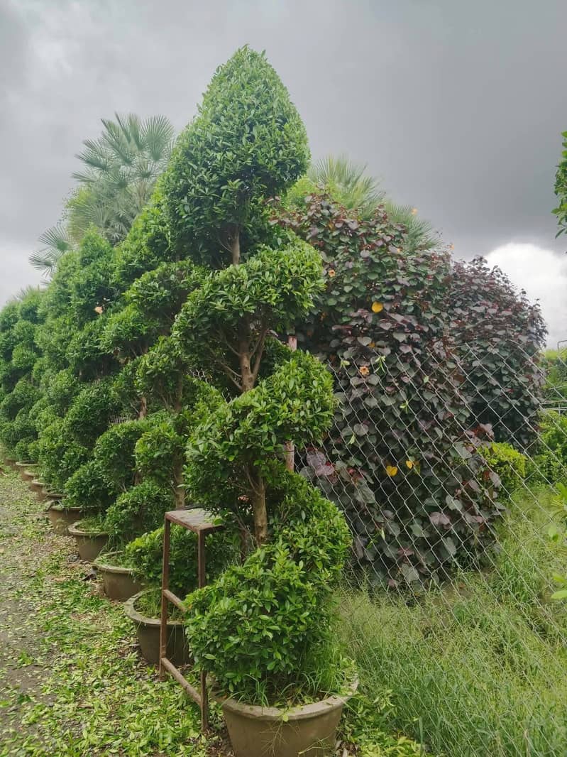 Garden cutting 0