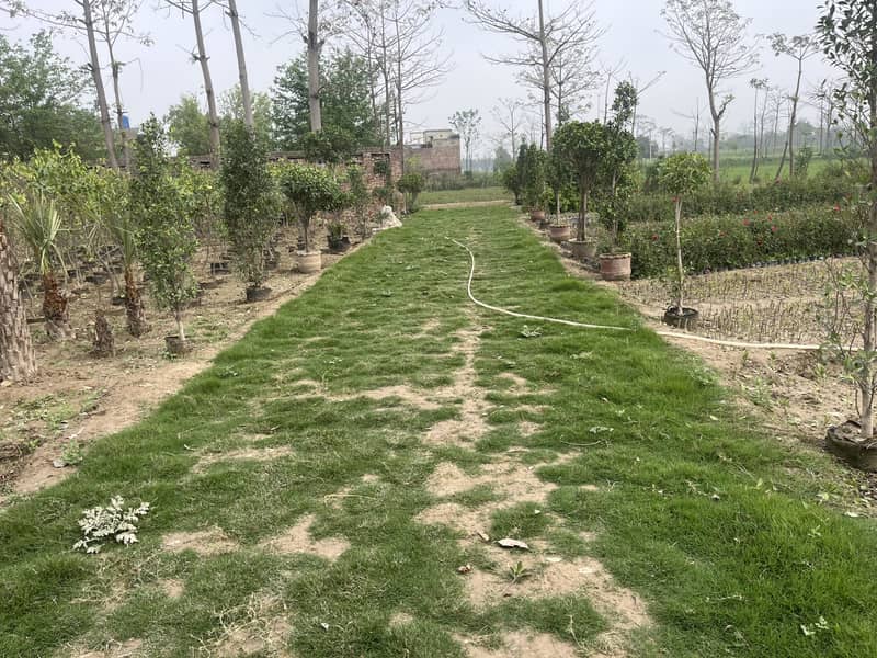 Garden cutting 1