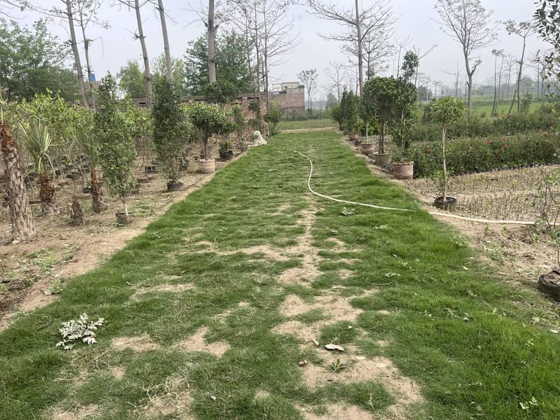 Garden cutting 2