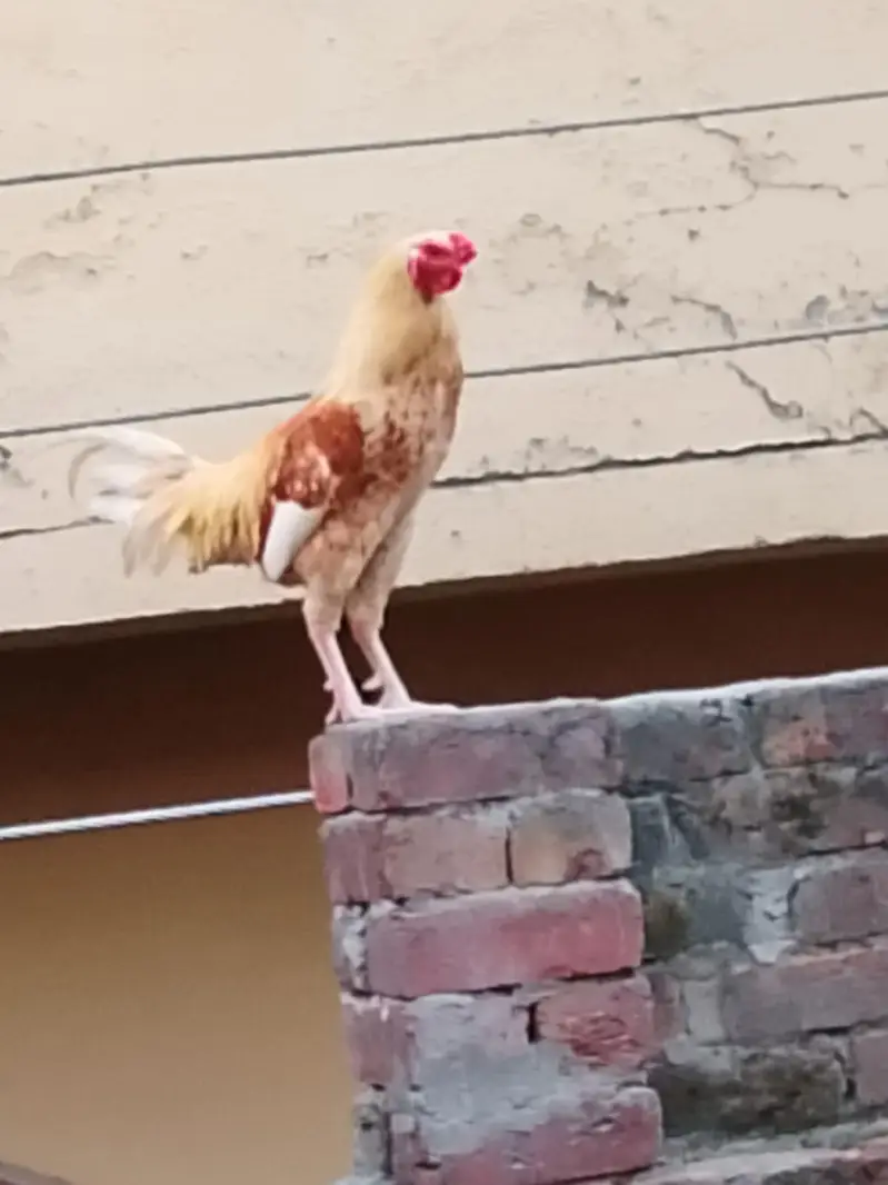 chick's or breeders available