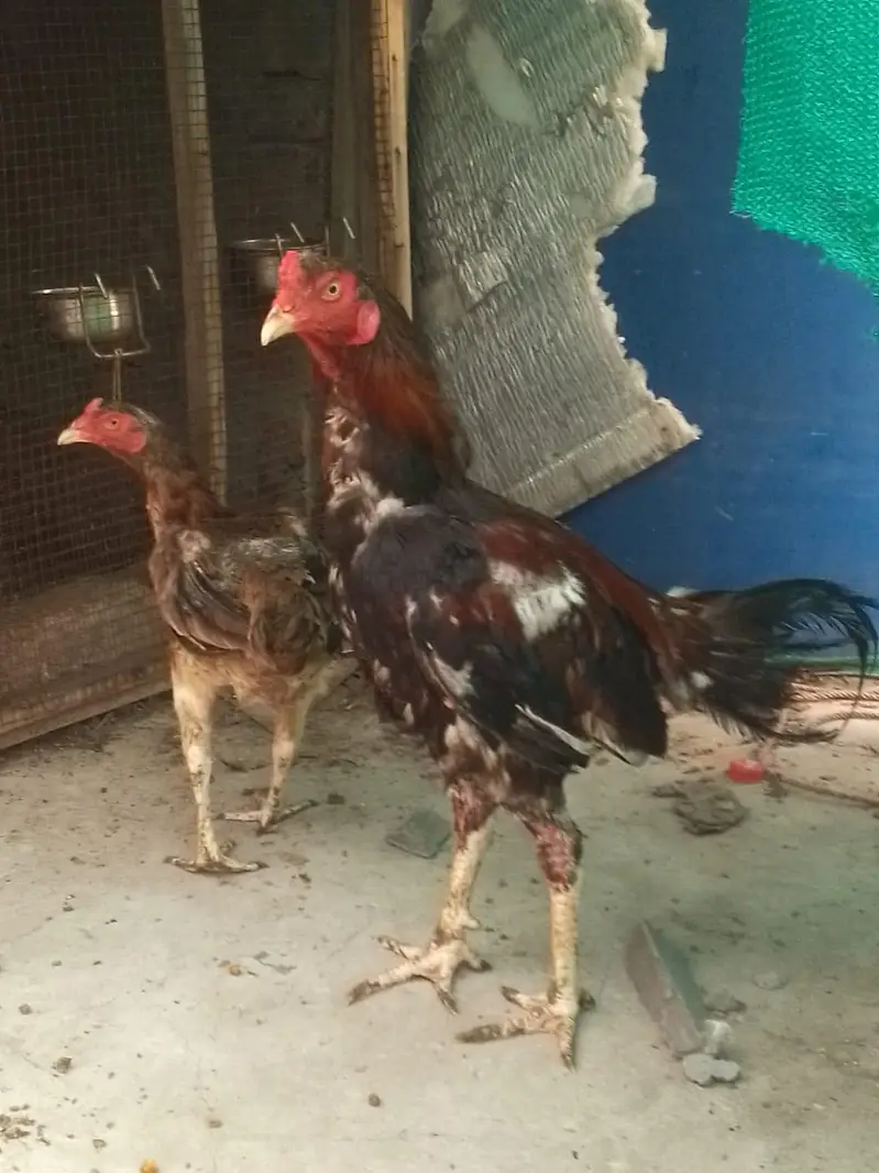 chick's or breeders available — photo 3