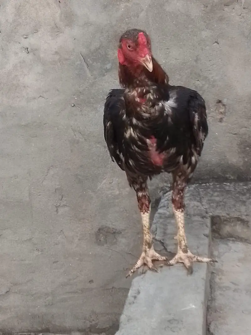 chick's or breeders available — photo 4