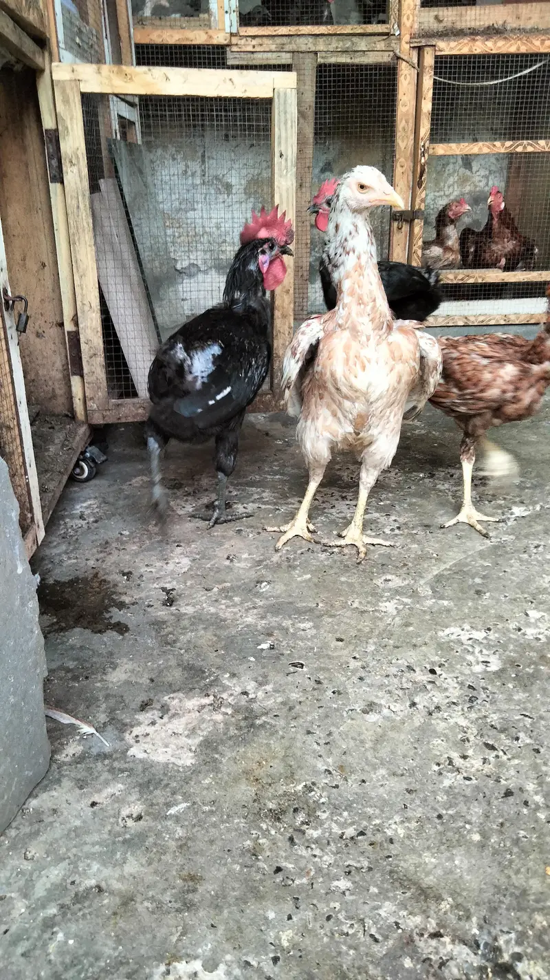 chick's or breeders available — photo 7