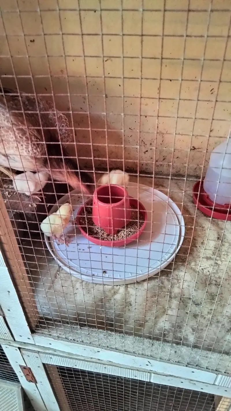 chick's or breeders available — photo 8