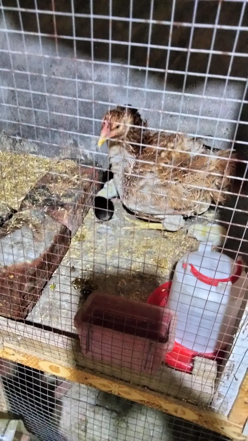 chick's or breeders available — photo 9