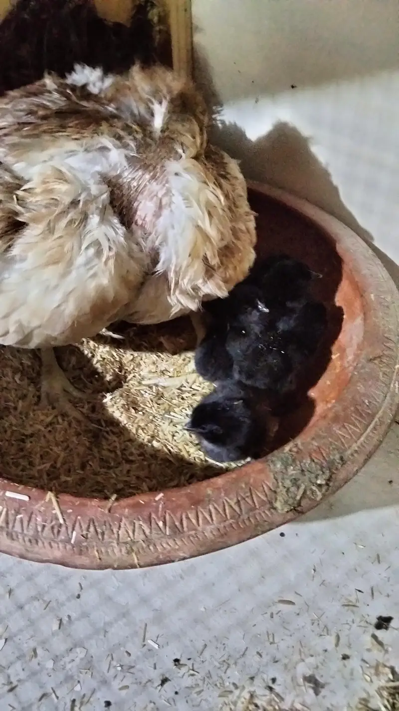 chick's or breeders available — photo 10