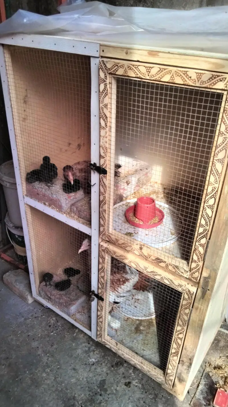 chick's or breeders available — photo 11
