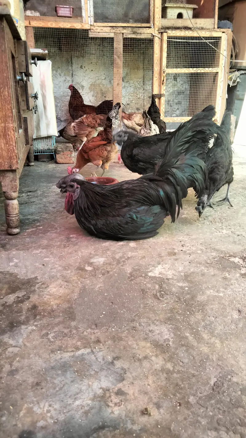 chick's or breeders available — photo 12