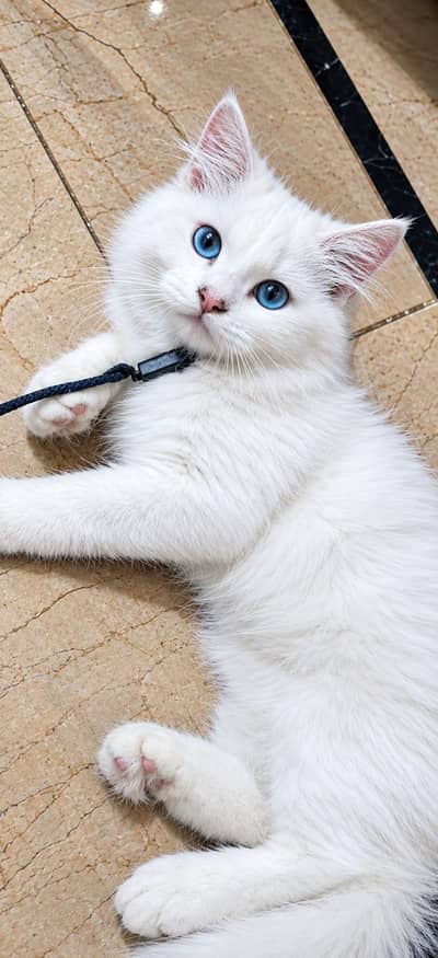 persian
