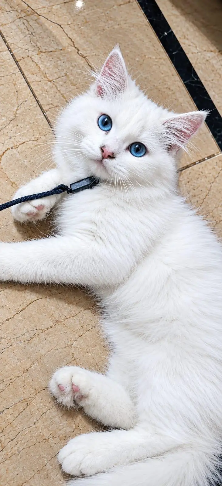 persian