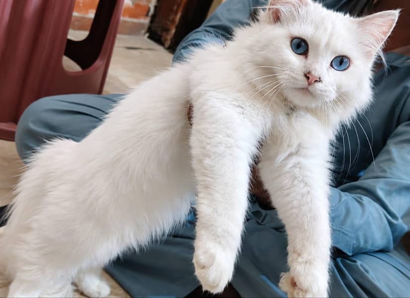 persian 1