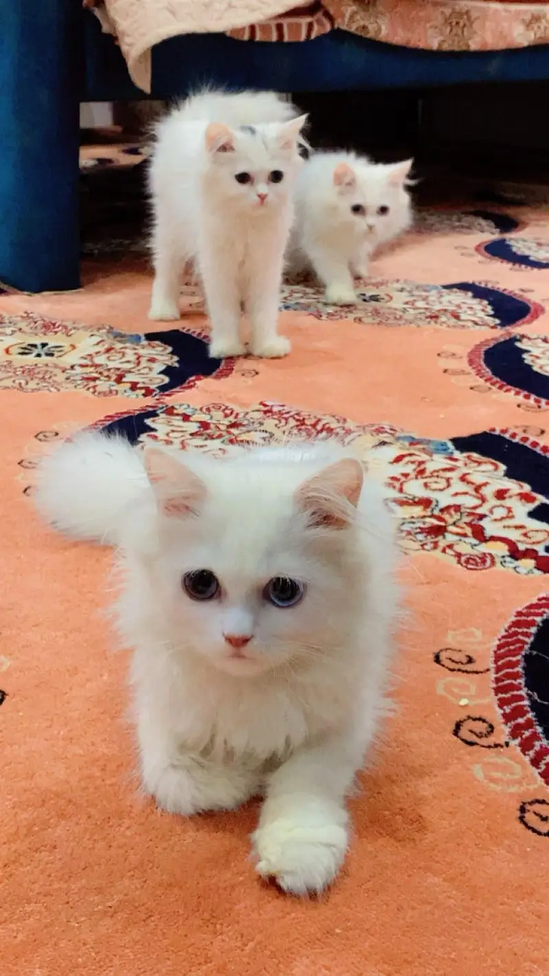 Persian Triple Coat Kittens – 3 Months – 1 Male & 3 Females