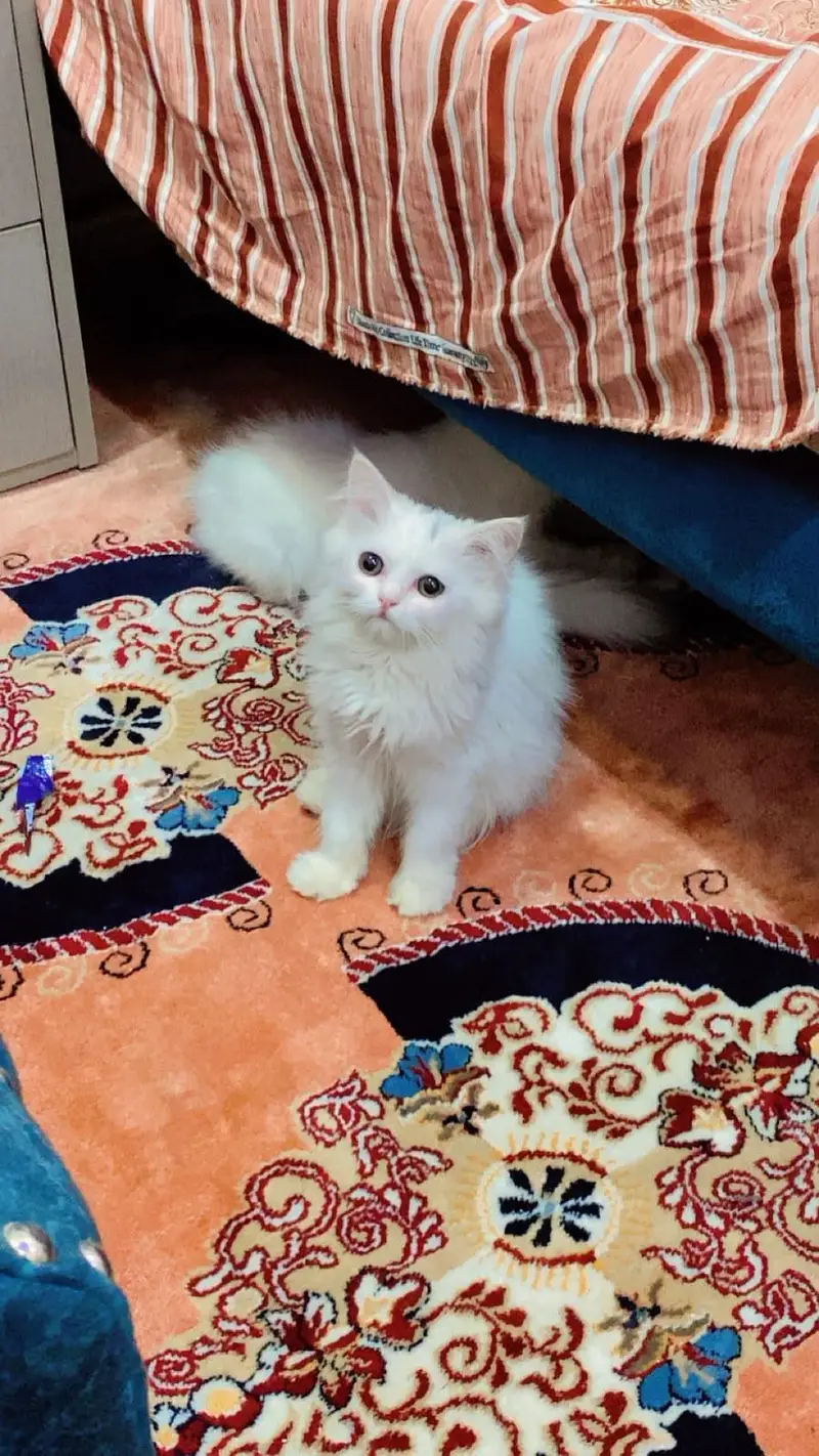 Persian Triple Coat Kittens – 3 Months – 1 Male & 3 Females — photo 6