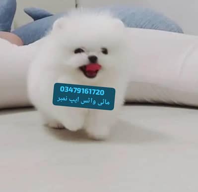 Pomeranian puppies for sale 2 month age