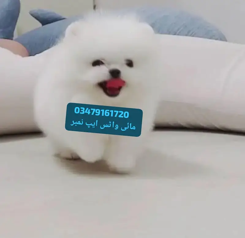 Pomeranian puppies for sale 2 month age