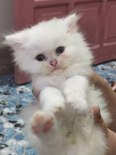 Pure Persian Kittens Available - Ultra Cute & Fluffy