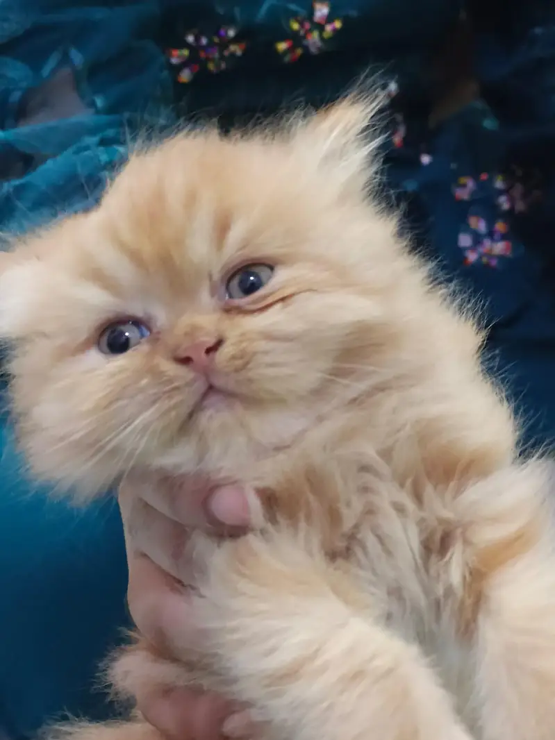 Pure Persian Kittens Available - Ultra Cute & Fluffy — photo 3