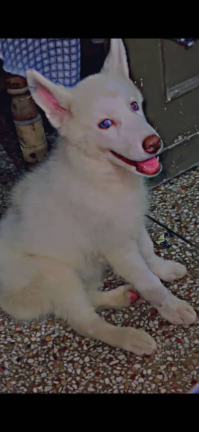 Pure white husky puppy available for sale