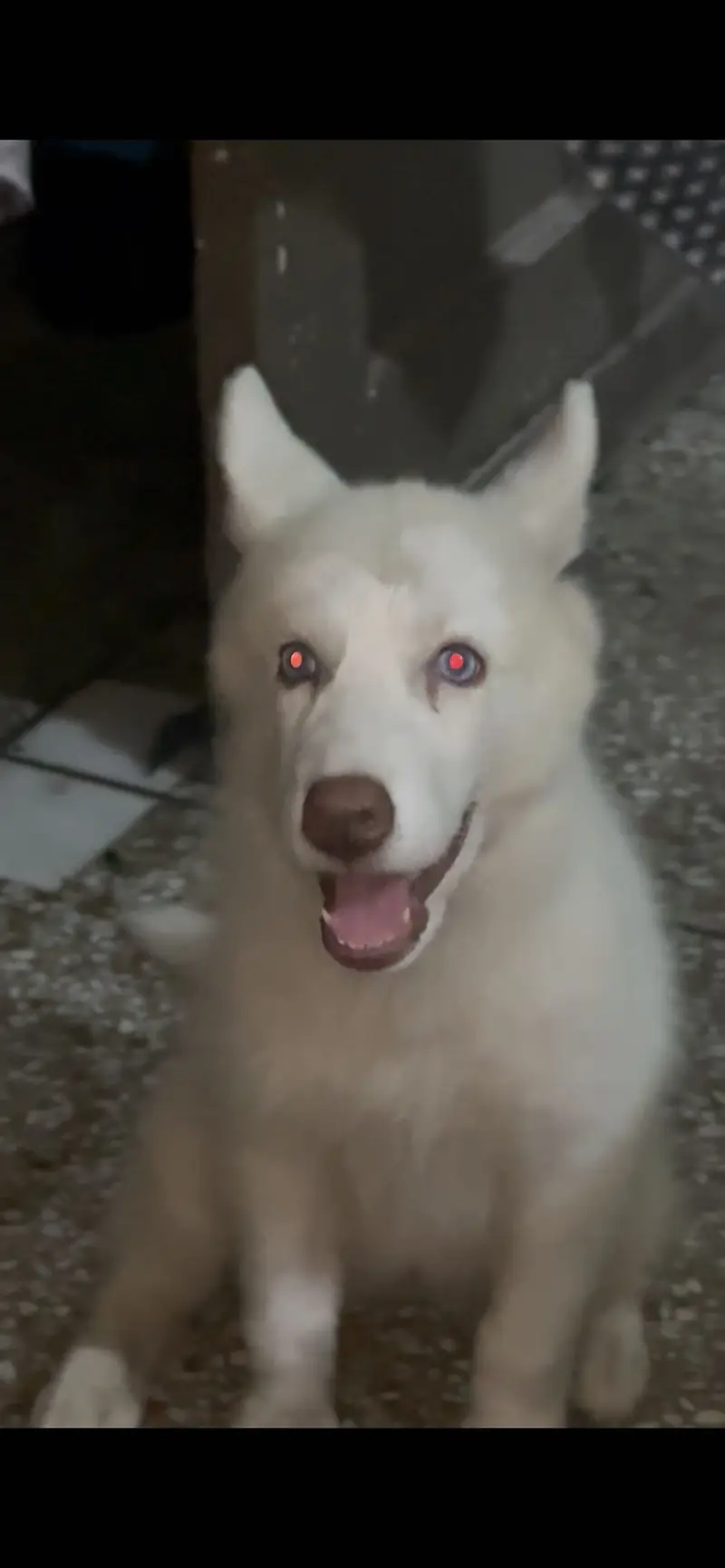 Pure white husky puppy available for sale — photo 2