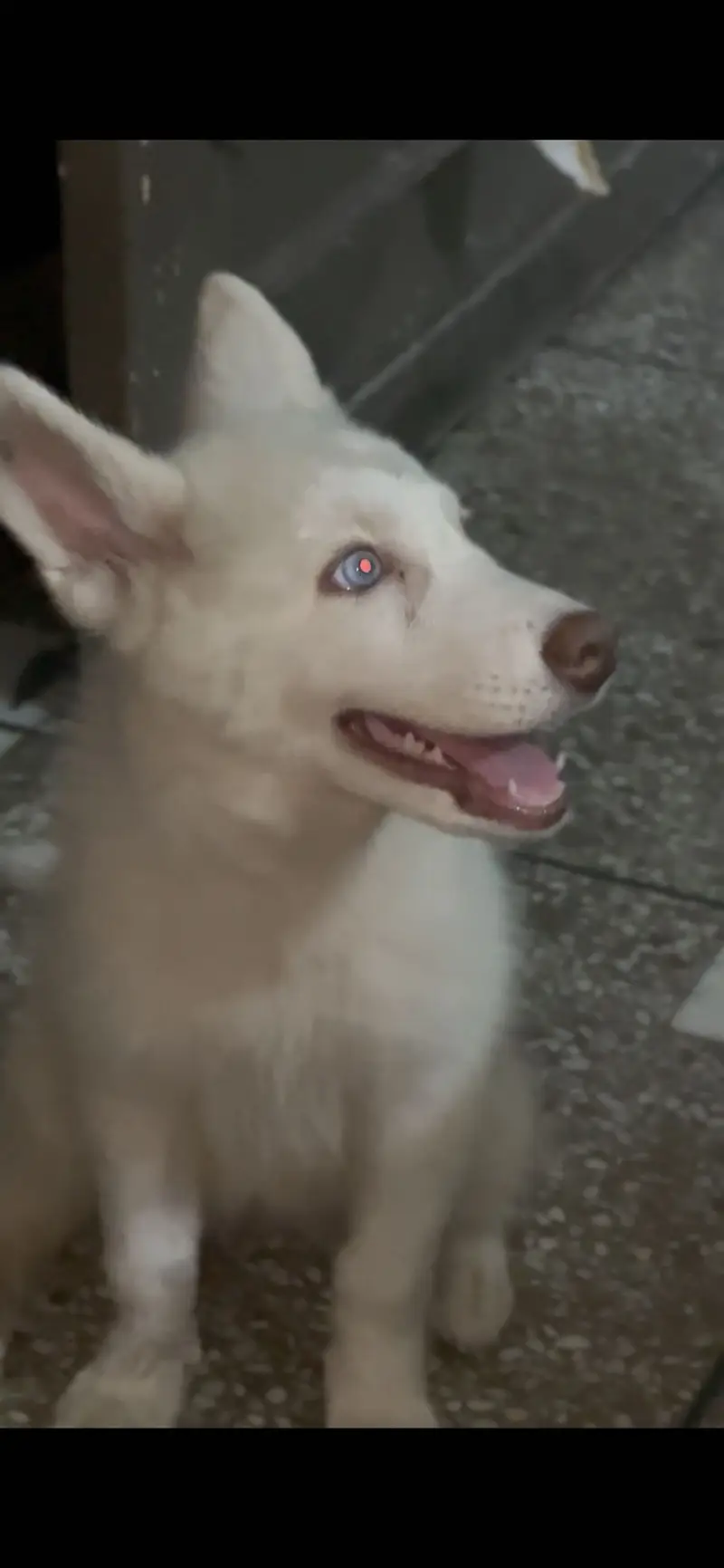 Pure white husky puppy available for sale — photo 3