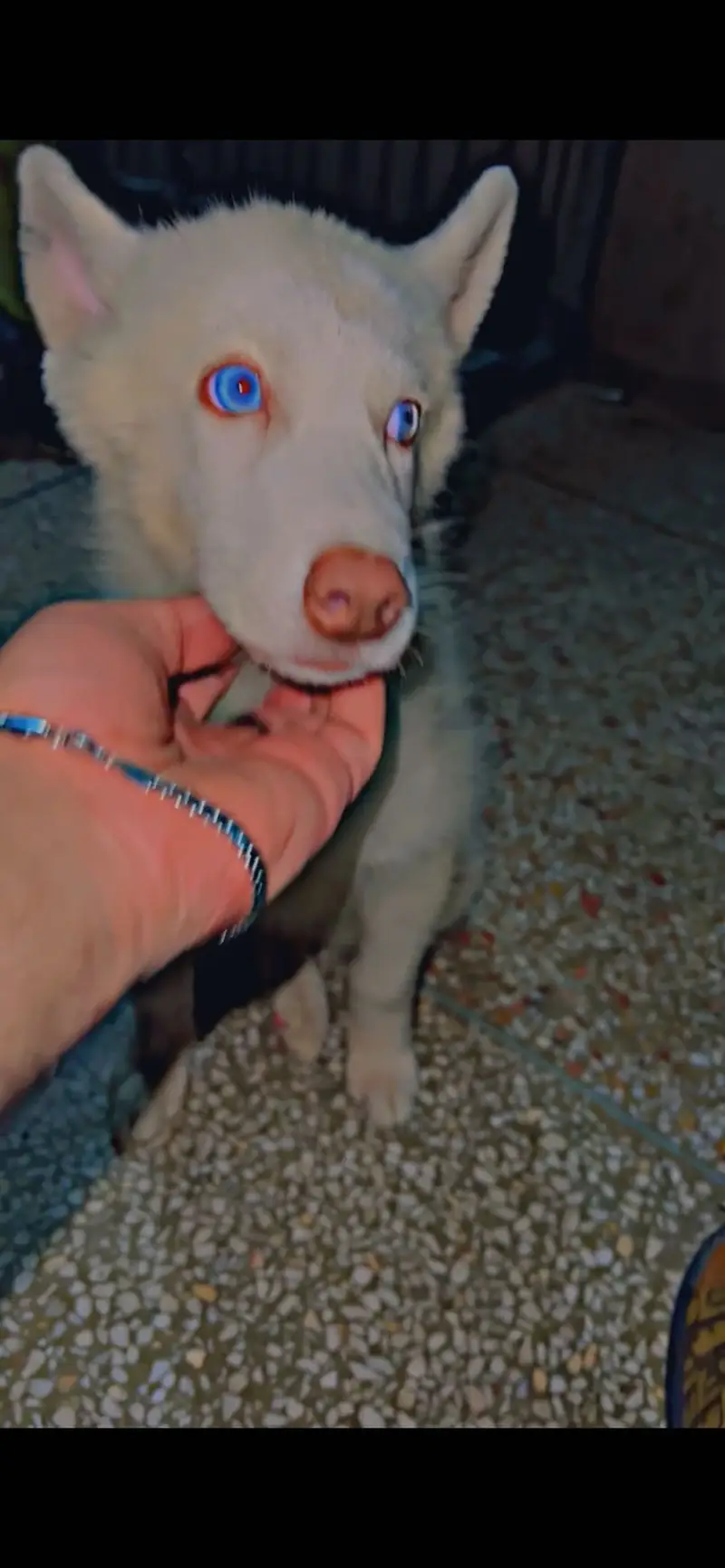Pure white husky puppy available for sale — photo 4