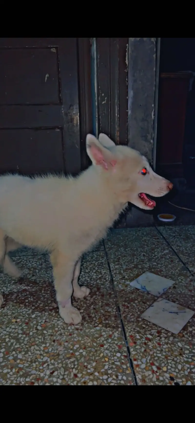 Pure white husky puppy available for sale — photo 5