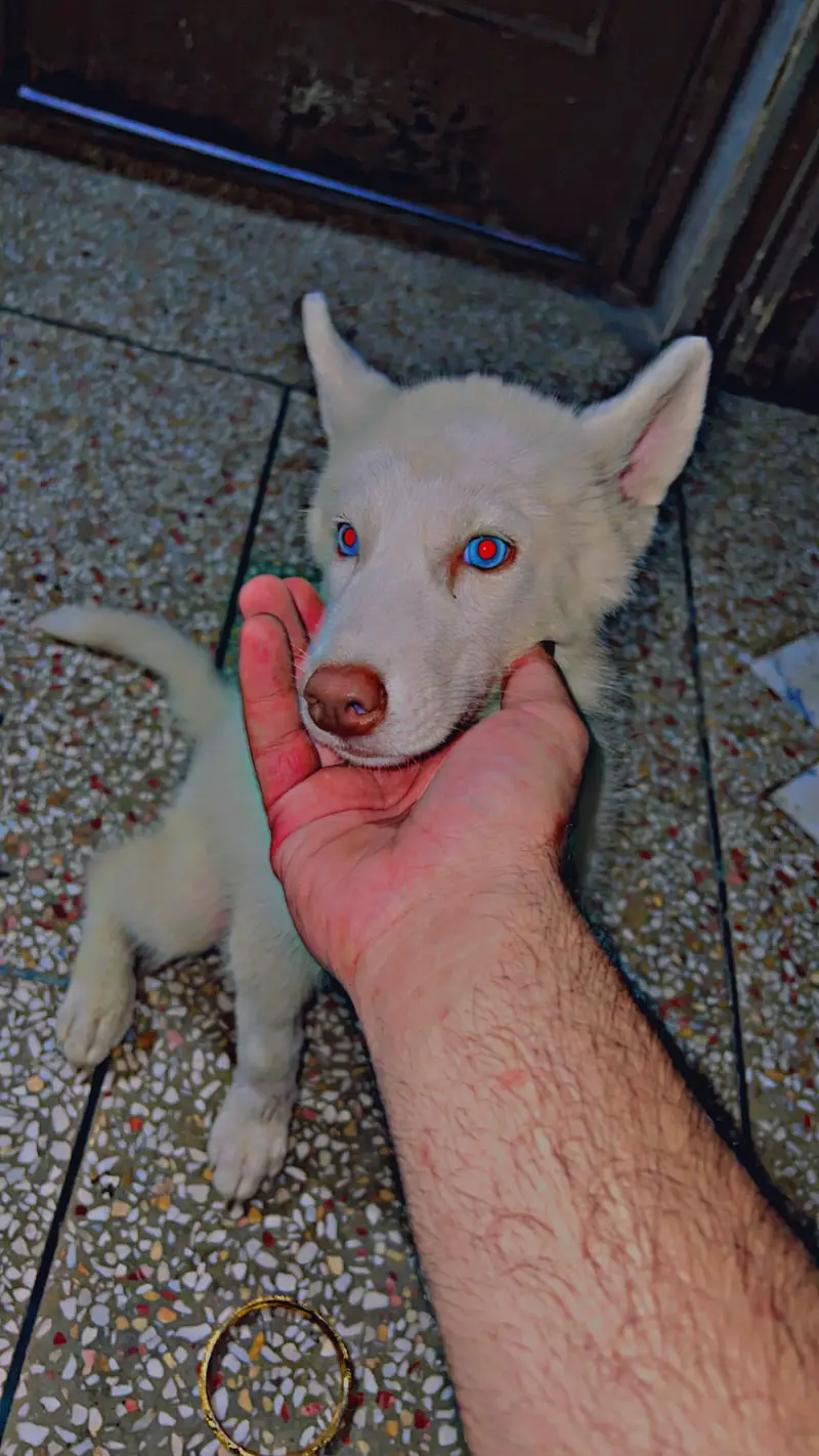 Pure white husky puppy available for sale — photo 6