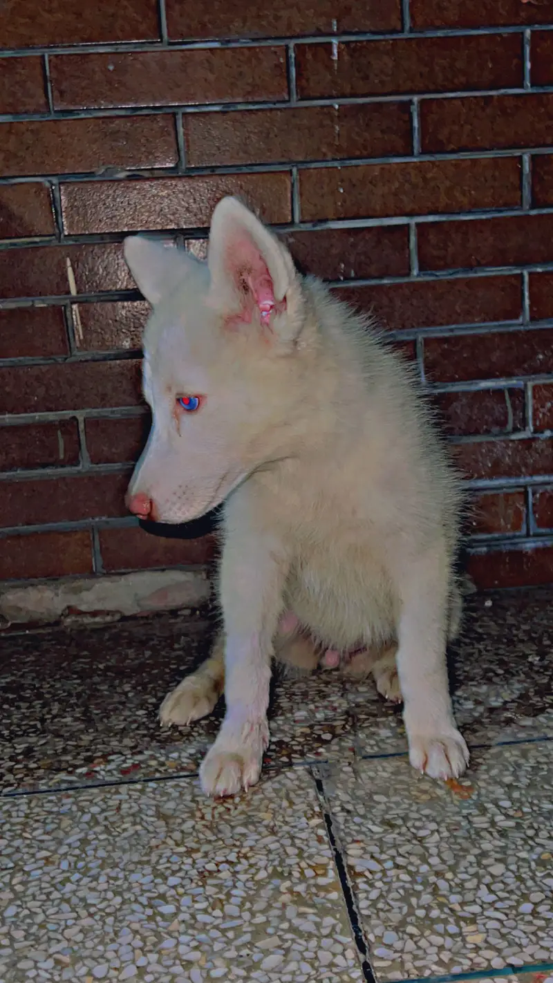 Pure white husky puppy available for sale — photo 7