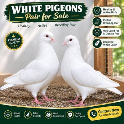 PREMIUM QUALITY White Pigeons Pair for Sale
