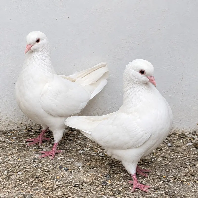 PREMIUM QUALITY White Pigeons Pair for Sale — photo 2
