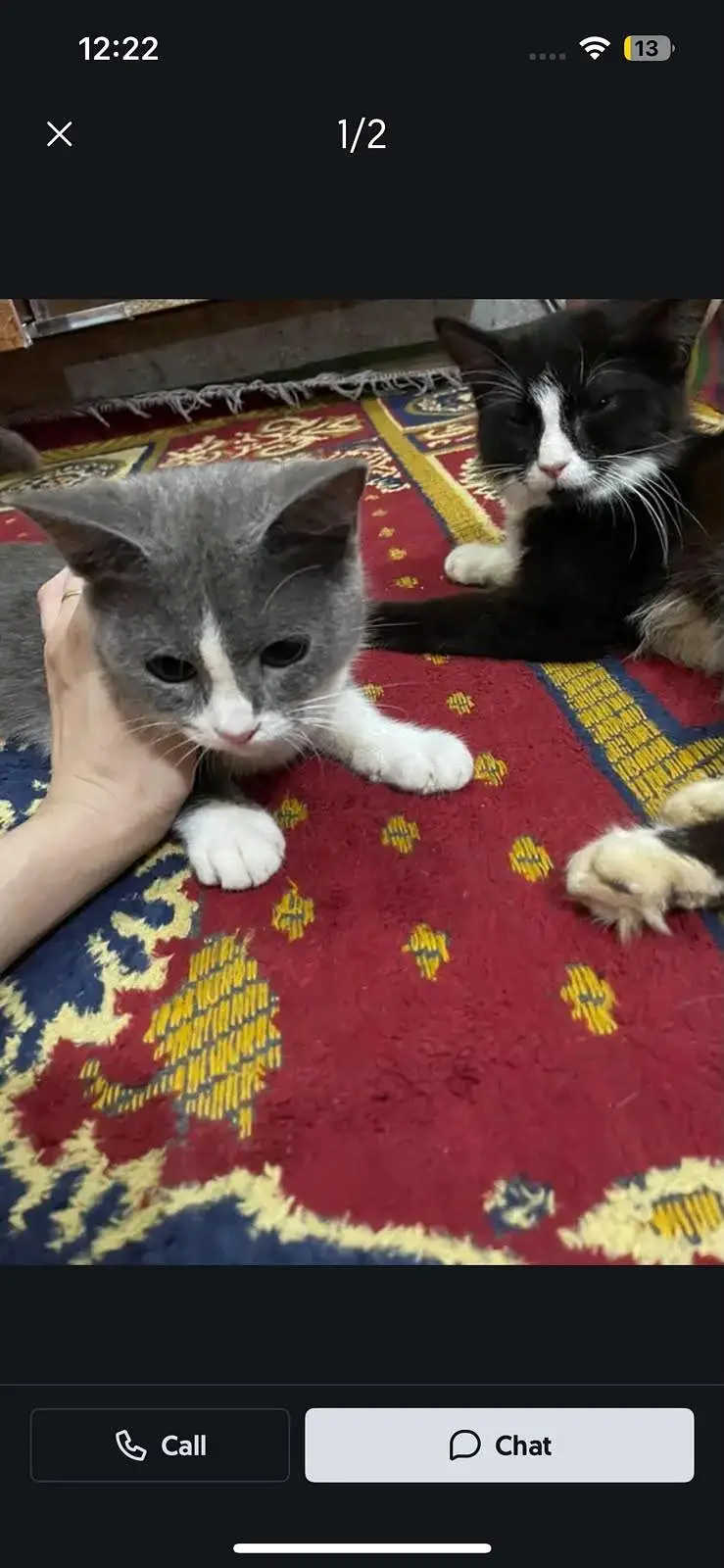 2 cats ha jis Bhai na Leni ha wo rabta kra Whatsapp number 03285881121