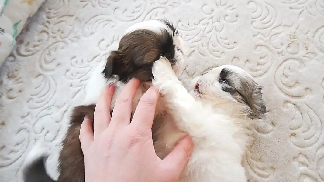 Shitzu puppies available