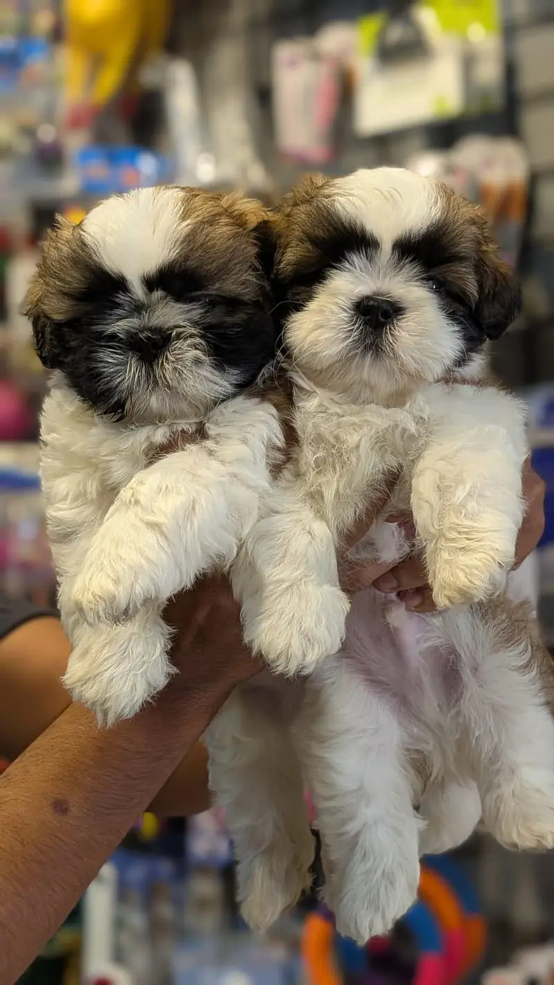 Shitzu puppies available — photo 2