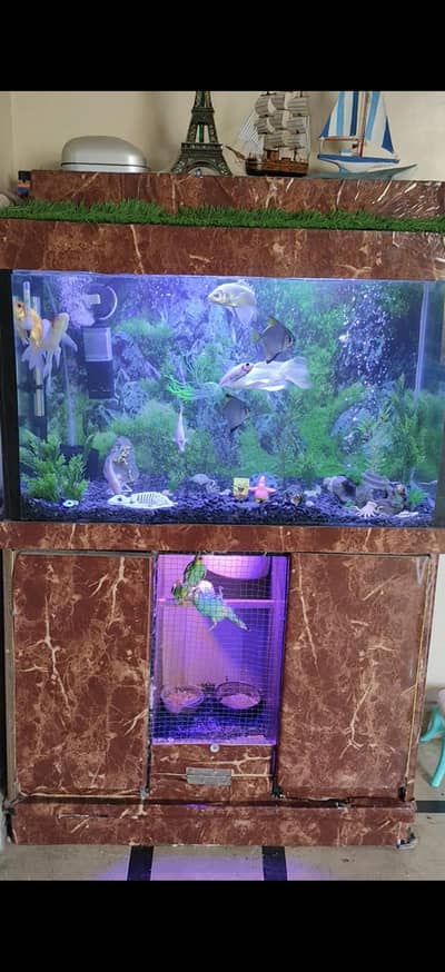 Complete Aquarium Fishes Tank