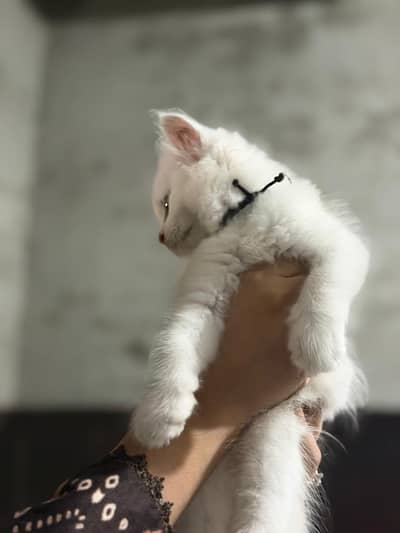 selling the cats