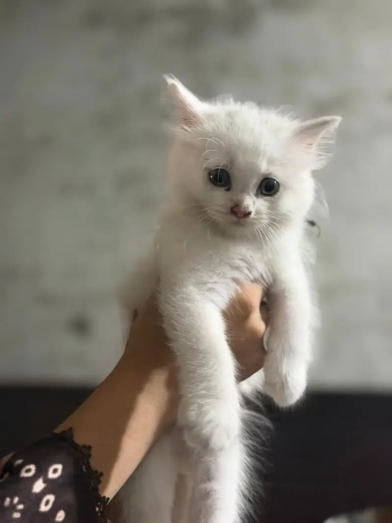 selling the cats — photo 2