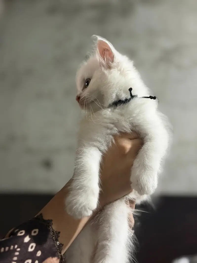 selling the cats — photo 6