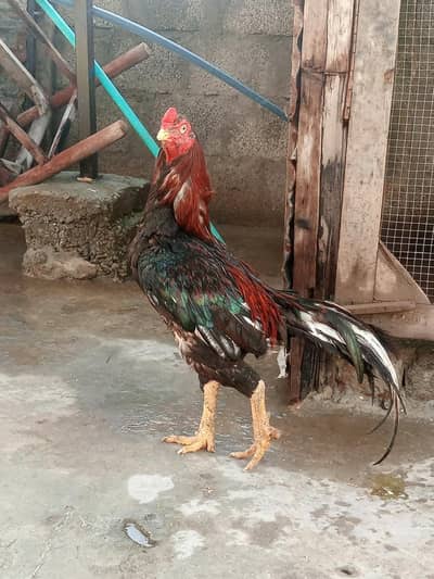 Amroh aseel breed murga for sale Old BLOD. . LINE