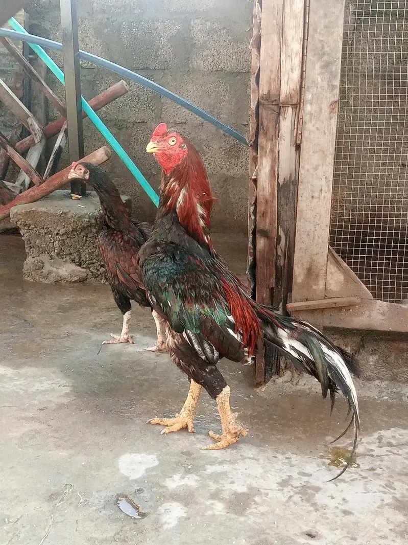 Amroh aseel breed murga for sale Old BLOD. . LINE — photo 2
