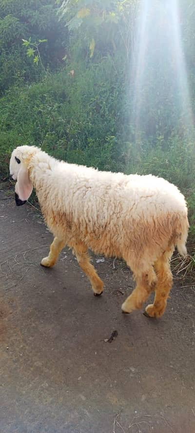 Kajli sheep  fresh cross sheep available