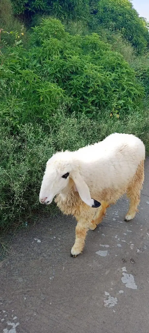 Kajli sheep  fresh cross sheep available — photo 2