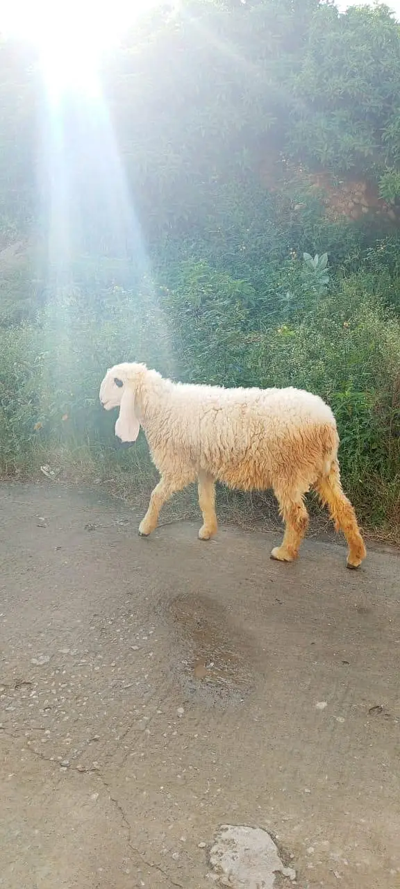 Kajli sheep  fresh cross sheep available — photo 3