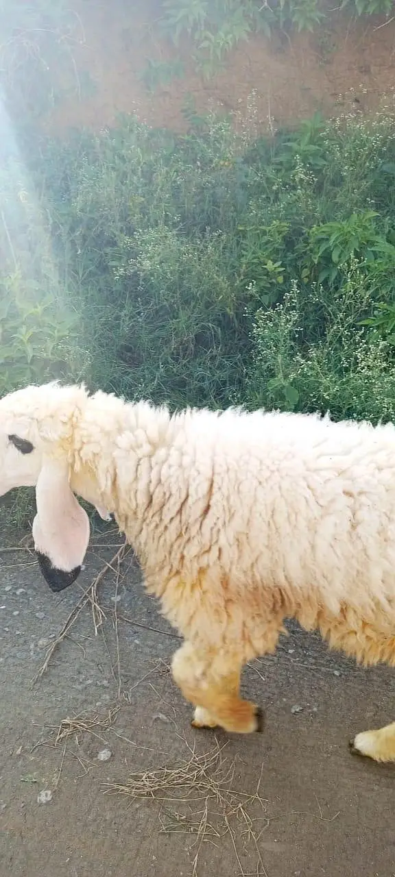 Kajli sheep  fresh cross sheep available — photo 4