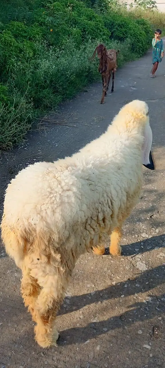 Kajli sheep  fresh cross sheep available — photo 5