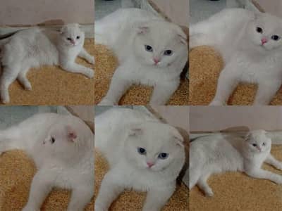 pure white scottish fold 02yr , blue eyes